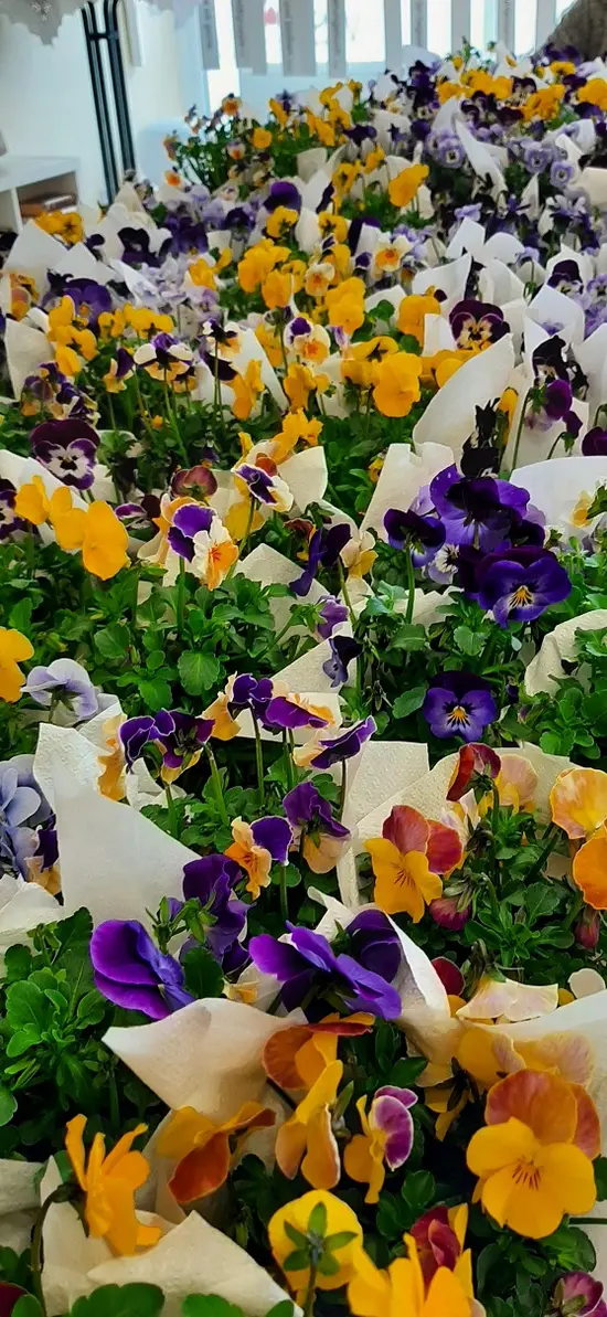 WSG Spick In Frühlingsaktion 2021 Blumen als Geschenk