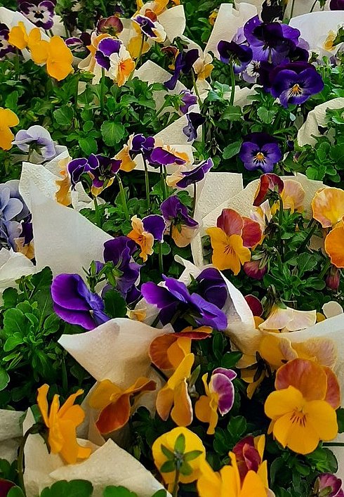 WSG Spick In Frühlingsaktion 2021 Blumen als Geschenk