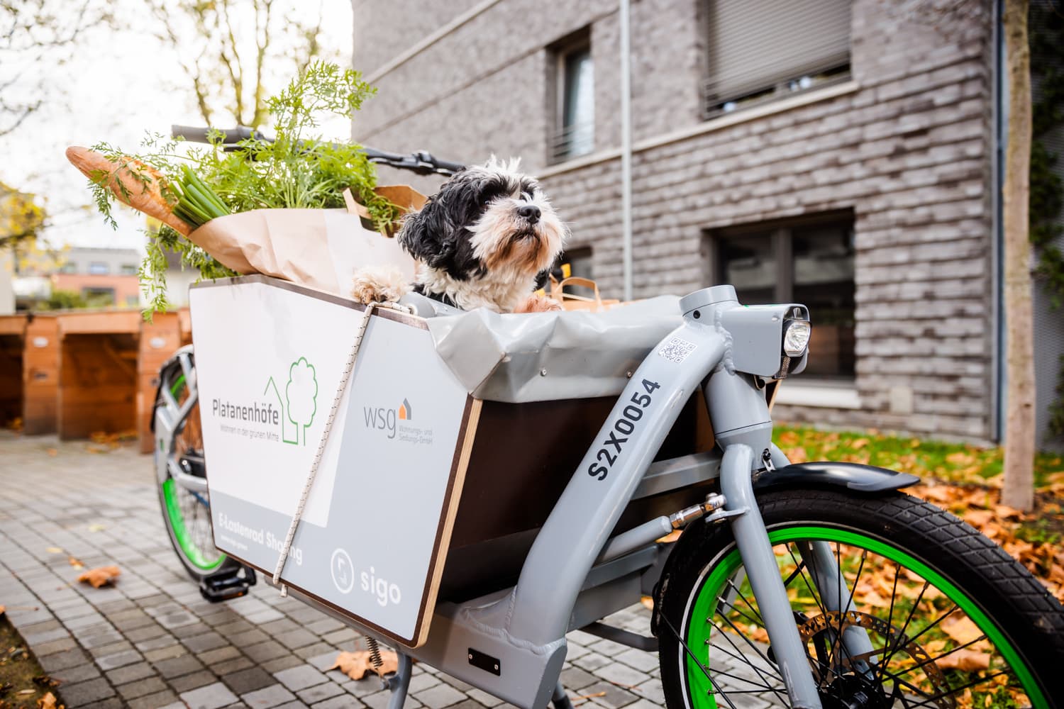 WSG Lastenrad mit Hund vorne drin